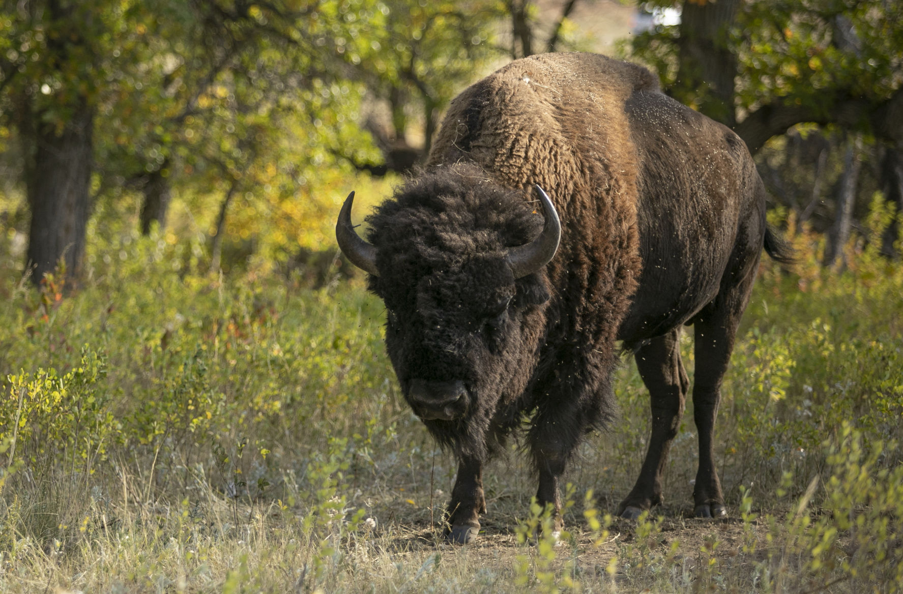 Buffalo Roundup Preview